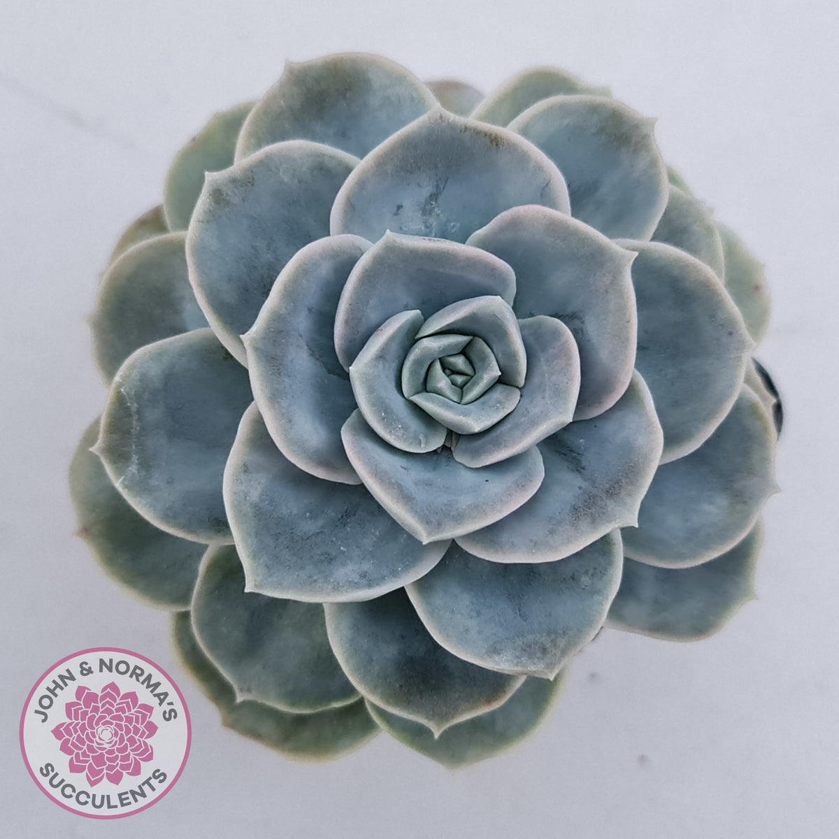 Graptoveria 'Lovely Rose' Monstrose