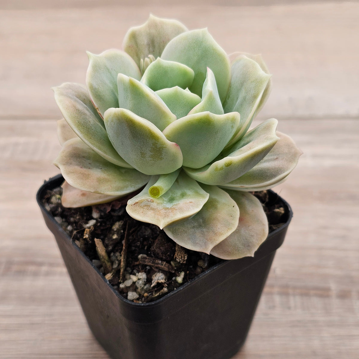 Graptoveria 'Lovely Rose' Monstrose