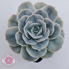Graptoveria 'Lovely Rose' Monstrose
