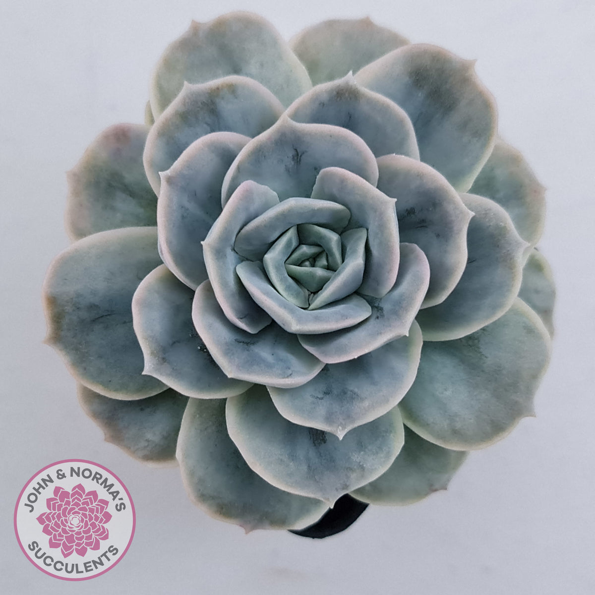 Graptoveria 'Lovely Rose' Monstrose