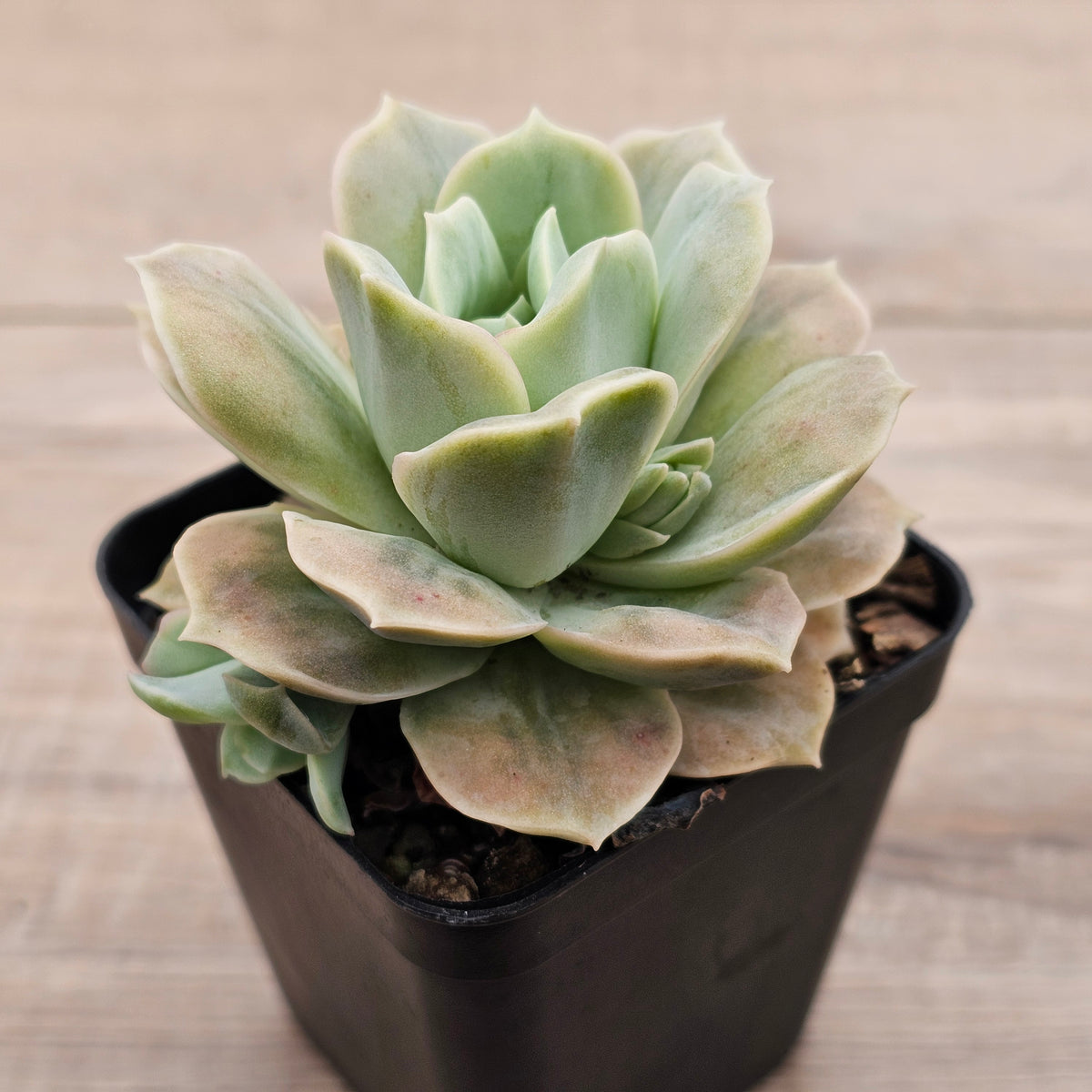 Graptoveria 'Lovely Rose' Monstrose