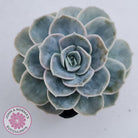 Graptoveria 'Lovely Rose' Monstrose