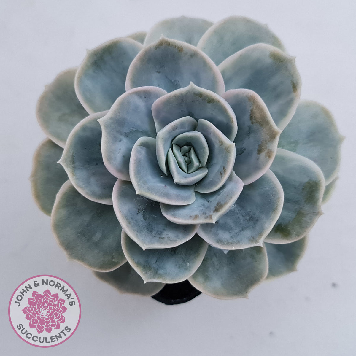 Graptoveria 'Lovely Rose' Monstrose