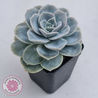 Graptoveria 'Lovely Rose' Monstrose