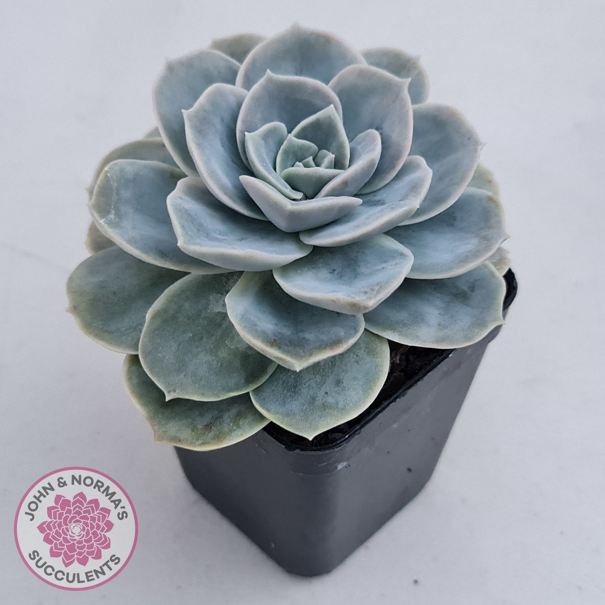 Graptoveria 'Lovely Rose' Monstrose