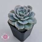 Graptoveria 'Lovely Rose' Monstrose