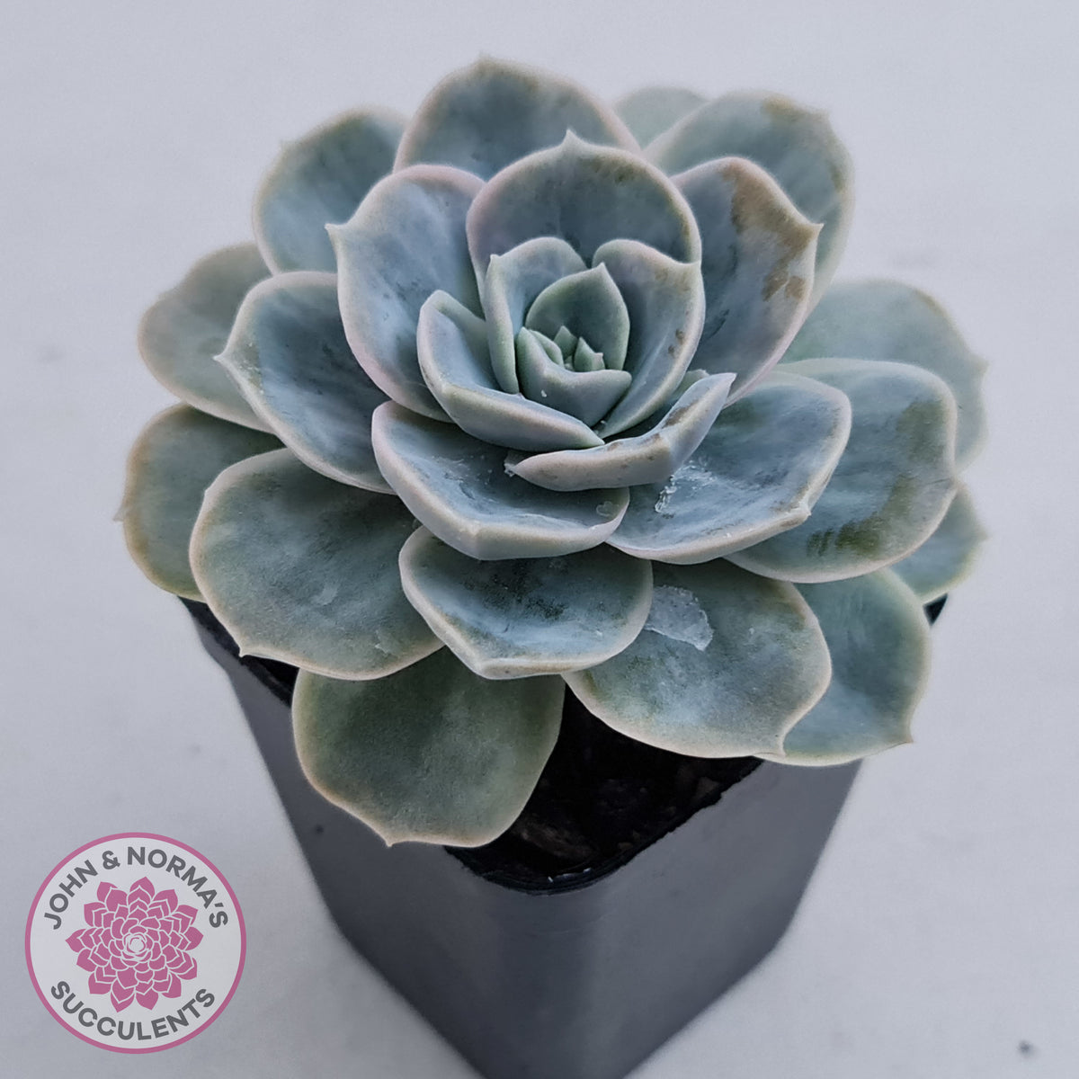 Graptoveria 'Lovely Rose' Monstrose