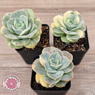 Graptoveria Lovely Rose Variegated