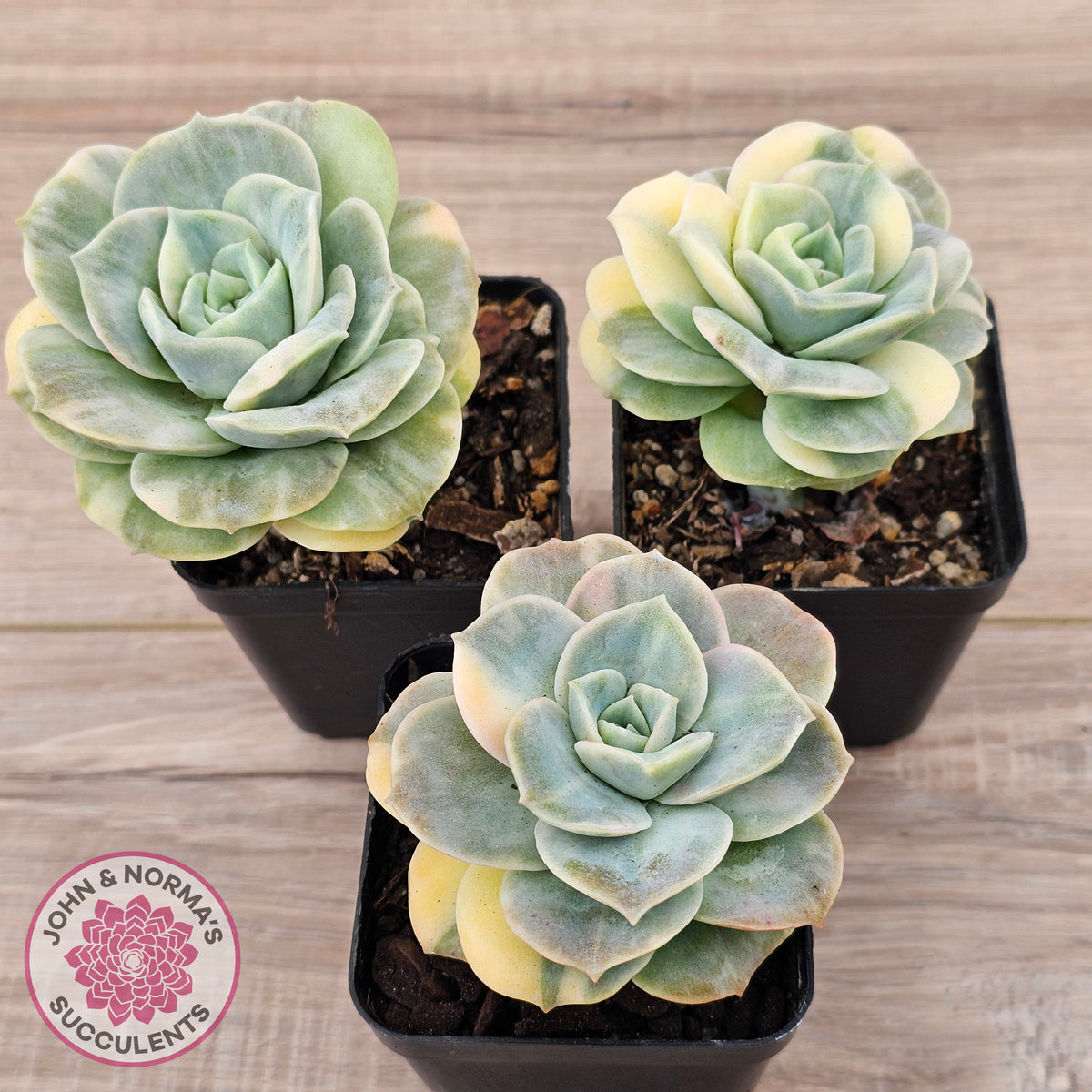Graptoveria Lovely Rose Variegated