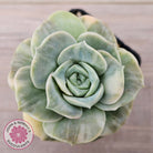 Graptoveria Lovely Rose Variegated
