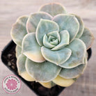 Graptoveria Lovely Rose Variegated