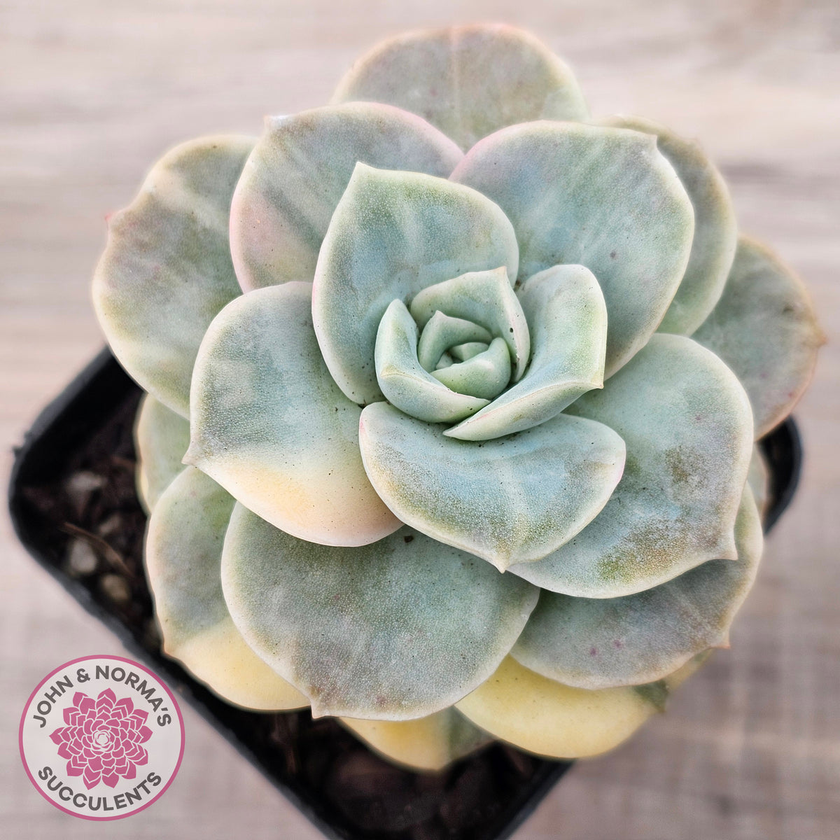 Graptoveria Lovely Rose Variegated