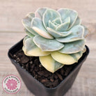 Graptoveria Lovely Rose Variegated