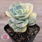 Graptoveria Lovely Rose Variegated