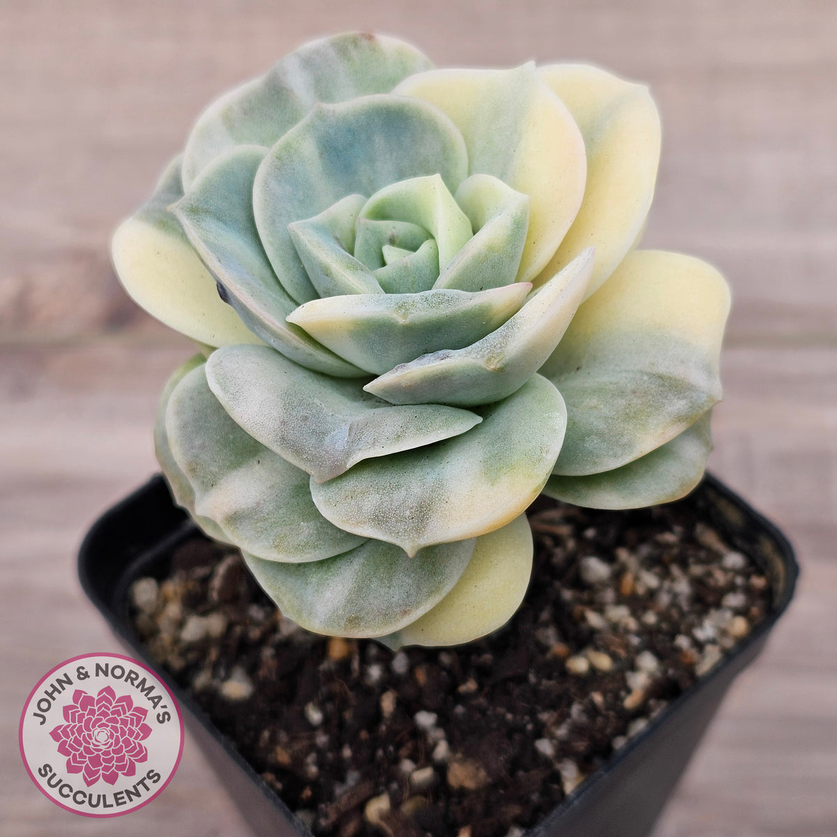 Graptoveria Lovely Rose Variegated
