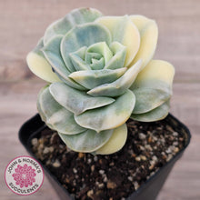 Load image into Gallery viewer, Graptoveria Lovely Rose Variegated
