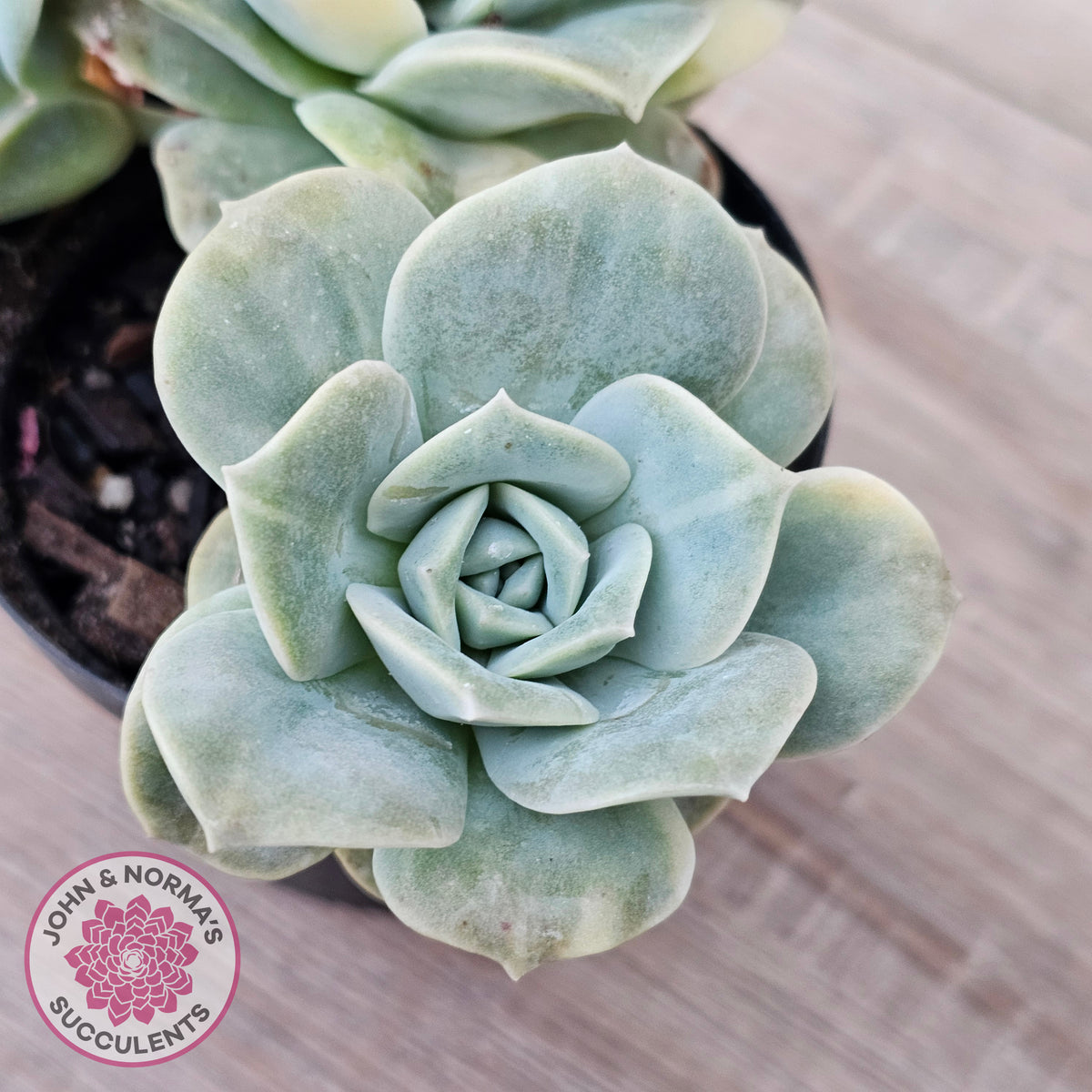 Graptoveria Lovely Rose Variegated