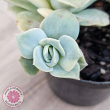 Load image into Gallery viewer, Graptoveria Lovely Rose Variegated
