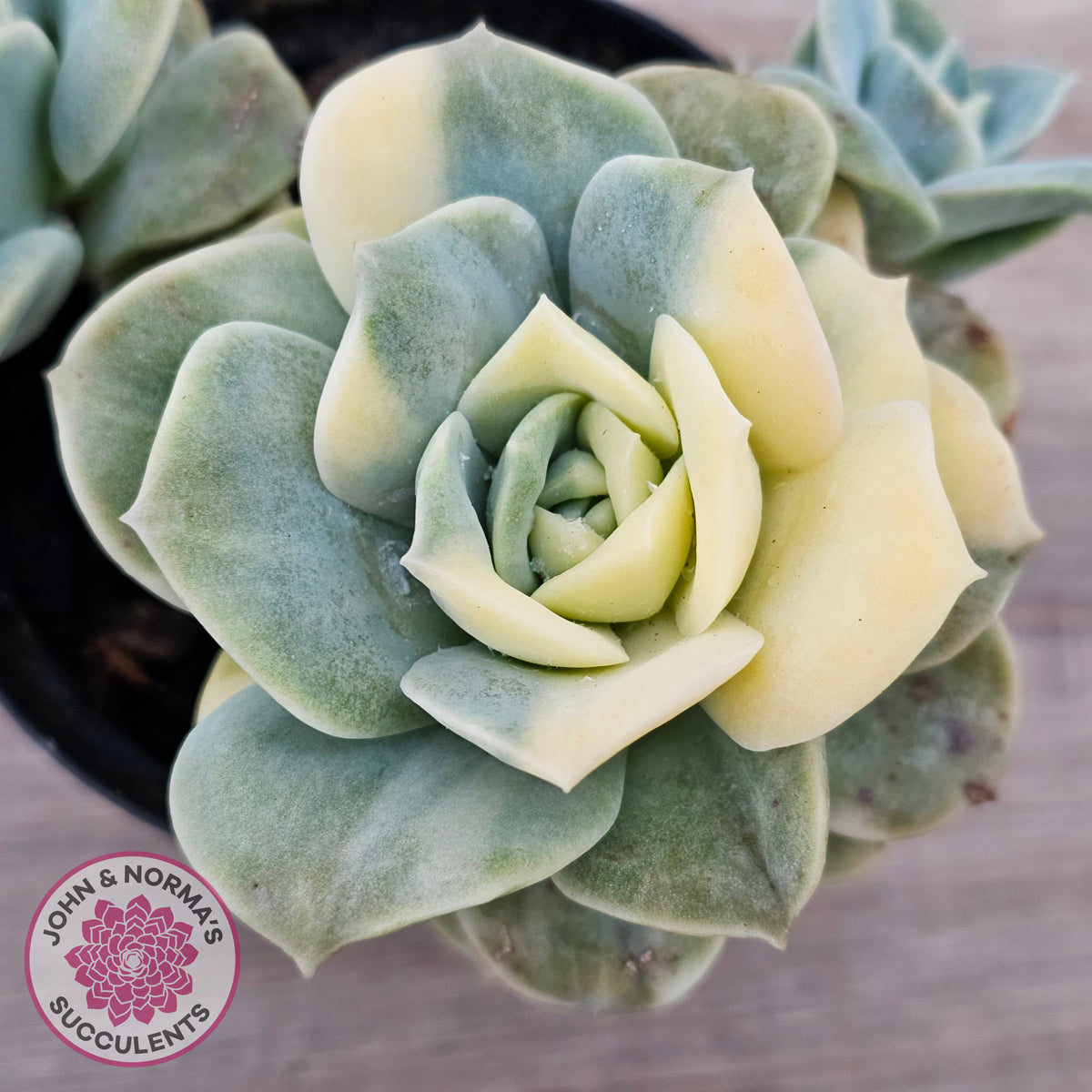 Graptoveria Lovely Rose Variegated