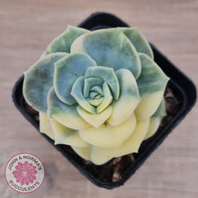 Load image into Gallery viewer, Graptoveria Lovely Rose Variegated

