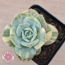 Load image into Gallery viewer, Graptoveria Lovely Rose Variegated
