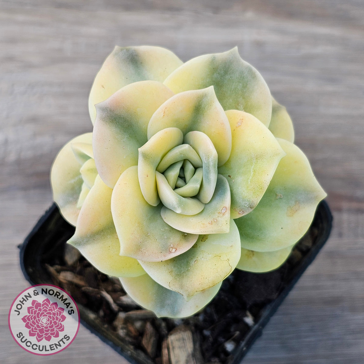 Graptoveria Lovely Rose Variegated