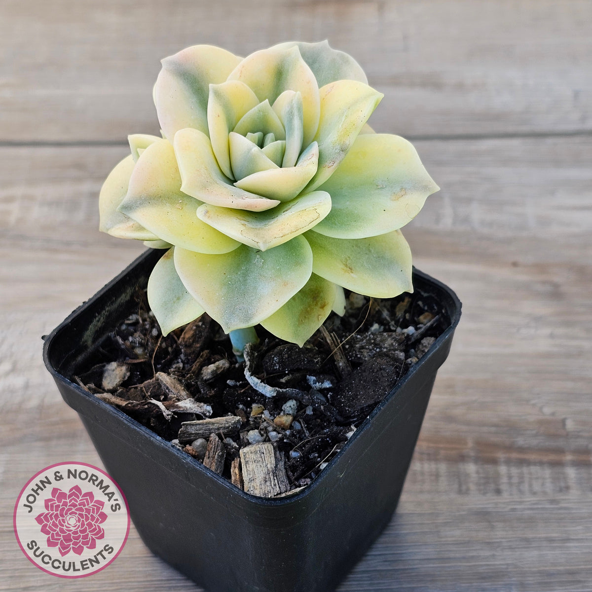 Graptoveria Lovely Rose Variegated