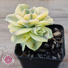 Graptoveria Lovely Rose Variegated