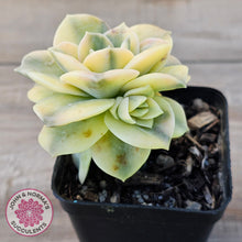 Load image into Gallery viewer, Graptoveria Lovely Rose Variegated
