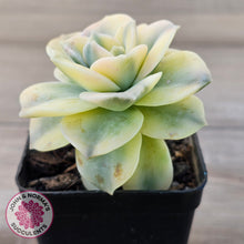 Load image into Gallery viewer, Graptoveria Lovely Rose Variegated
