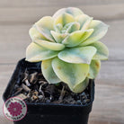 Graptoveria Lovely Rose Variegated