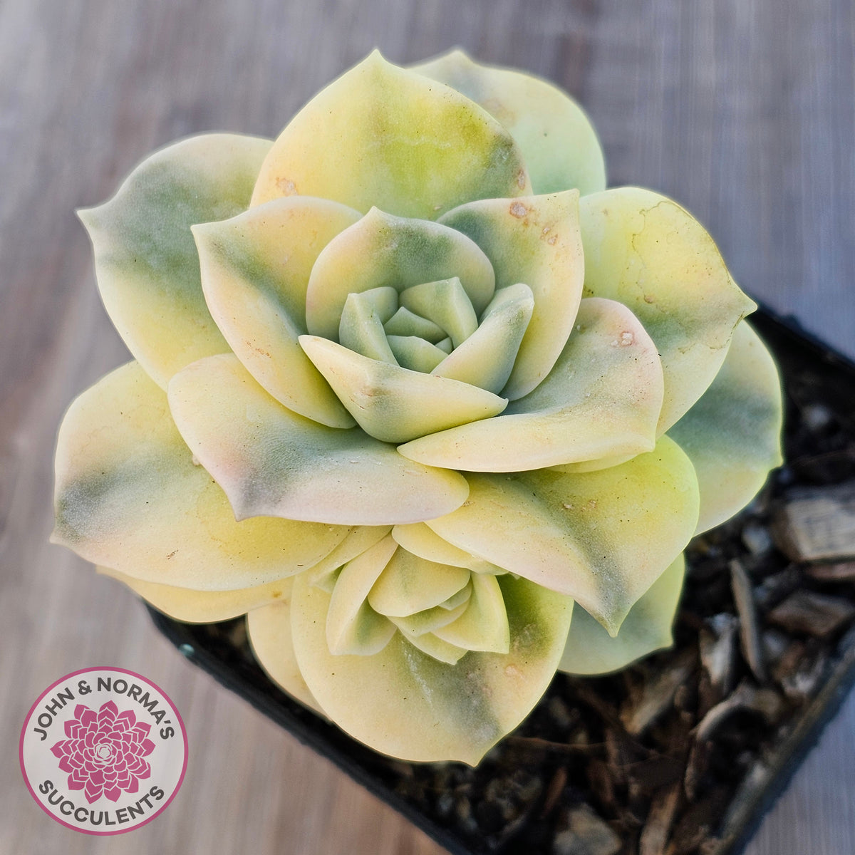 Graptoveria Lovely Rose Variegated