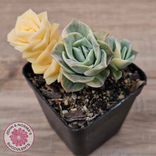 Load image into Gallery viewer, Graptoveria Lovely Rose Variegated

