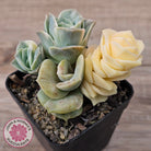 Graptoveria Lovely Rose Variegated