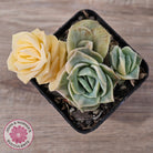 Graptoveria Lovely Rose Variegated