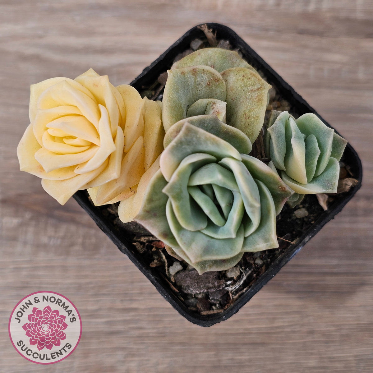 Graptoveria Lovely Rose Variegated