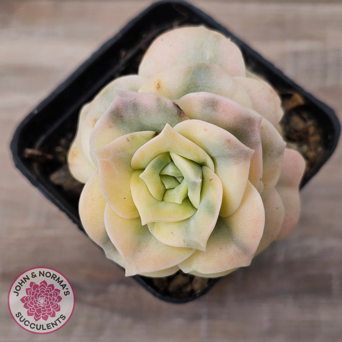 Graptoveria Lovely Rose Variegated
