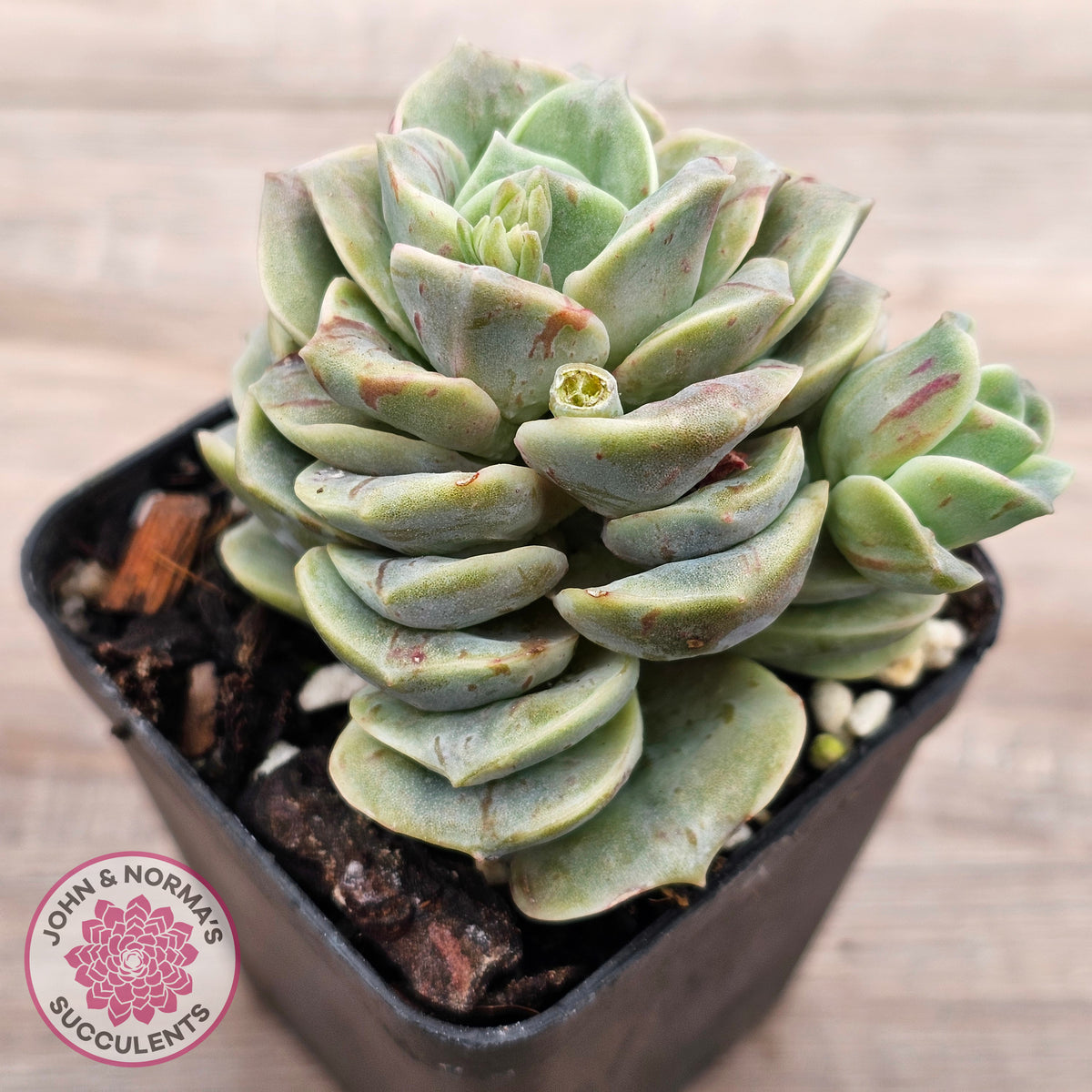 Graptoveria 'Lovely Rose' red monstrose