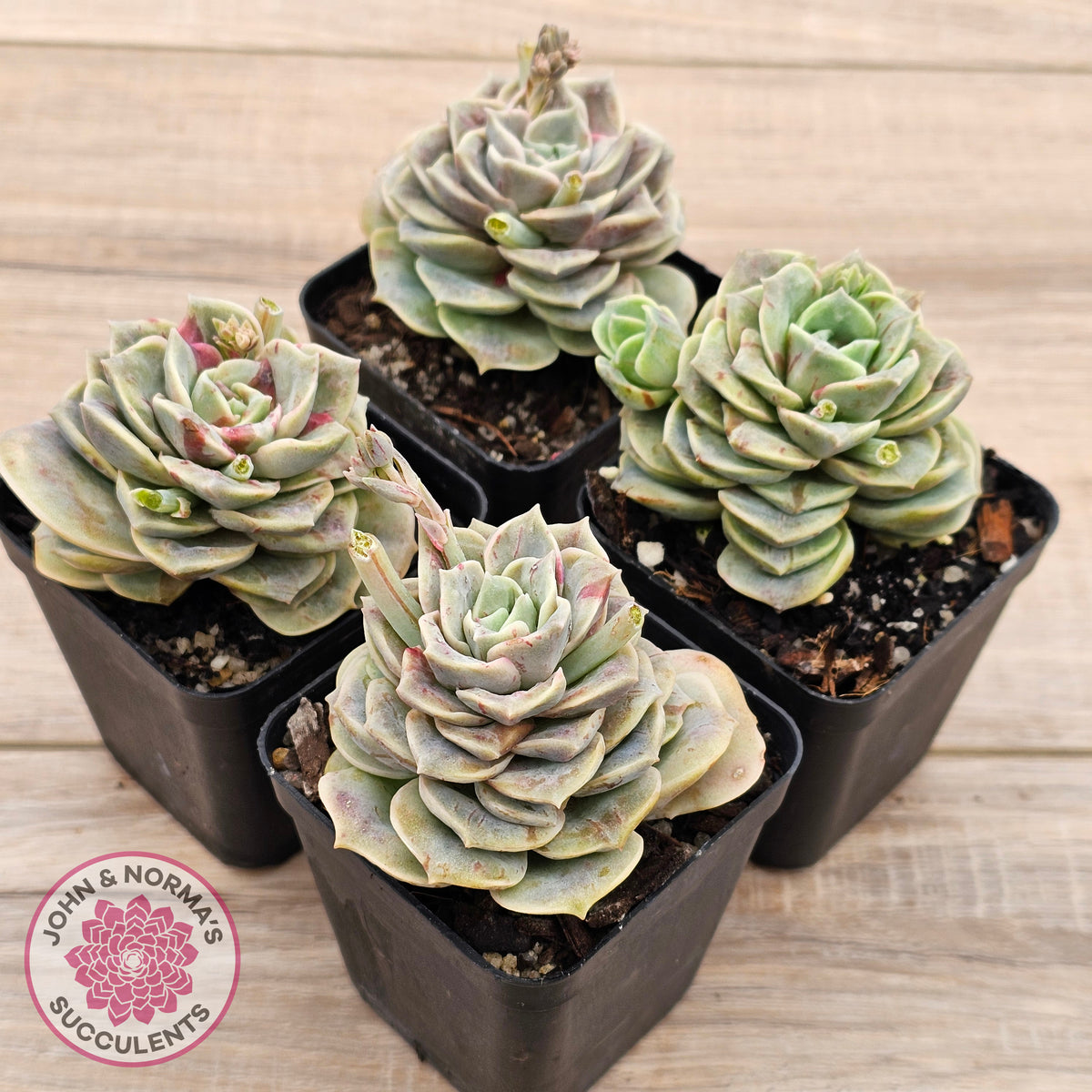 Graptoveria 'Lovely Rose' red monstrose