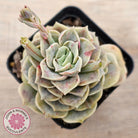Graptoveria 'Lovely Rose' red monstrose