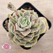 Load image into Gallery viewer, Graptoveria &#39;Lovely Rose&#39; red monstrose
