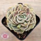 Graptoveria 'Lovely Rose' red monstrose