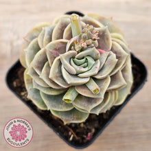 Load image into Gallery viewer, Graptoveria &#39;Lovely Rose&#39; red monstrose
