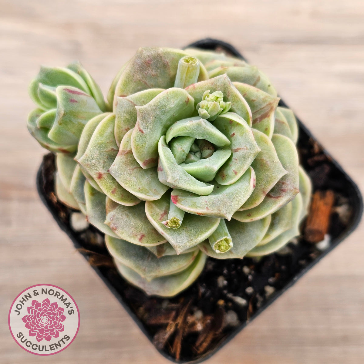Graptoveria 'Lovely Rose' red monstrose