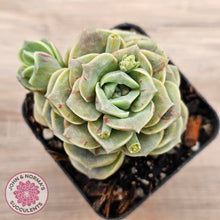 Load image into Gallery viewer, Graptoveria &#39;Lovely Rose&#39; red monstrose
