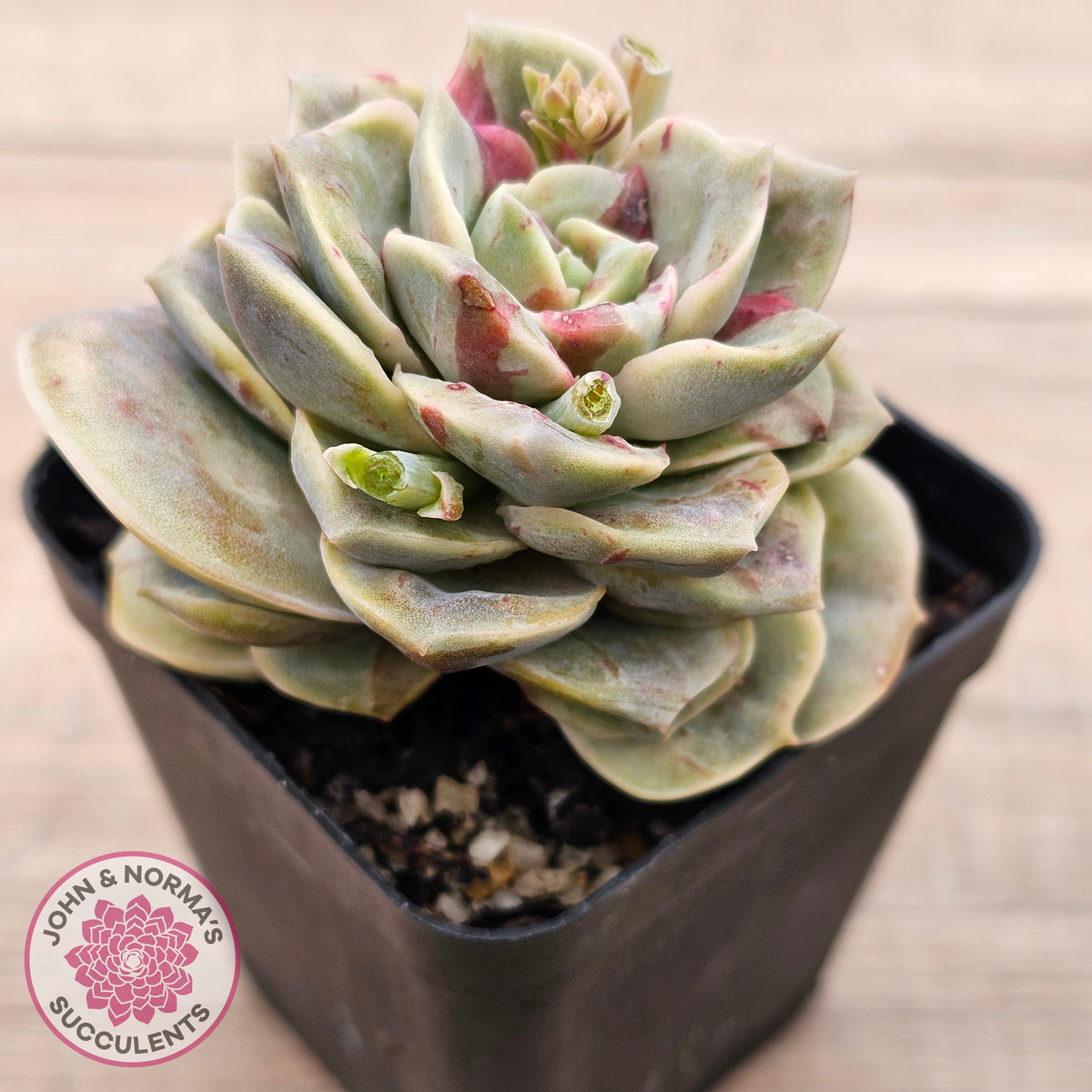 Graptoveria 'Lovely Rose' red monstrose