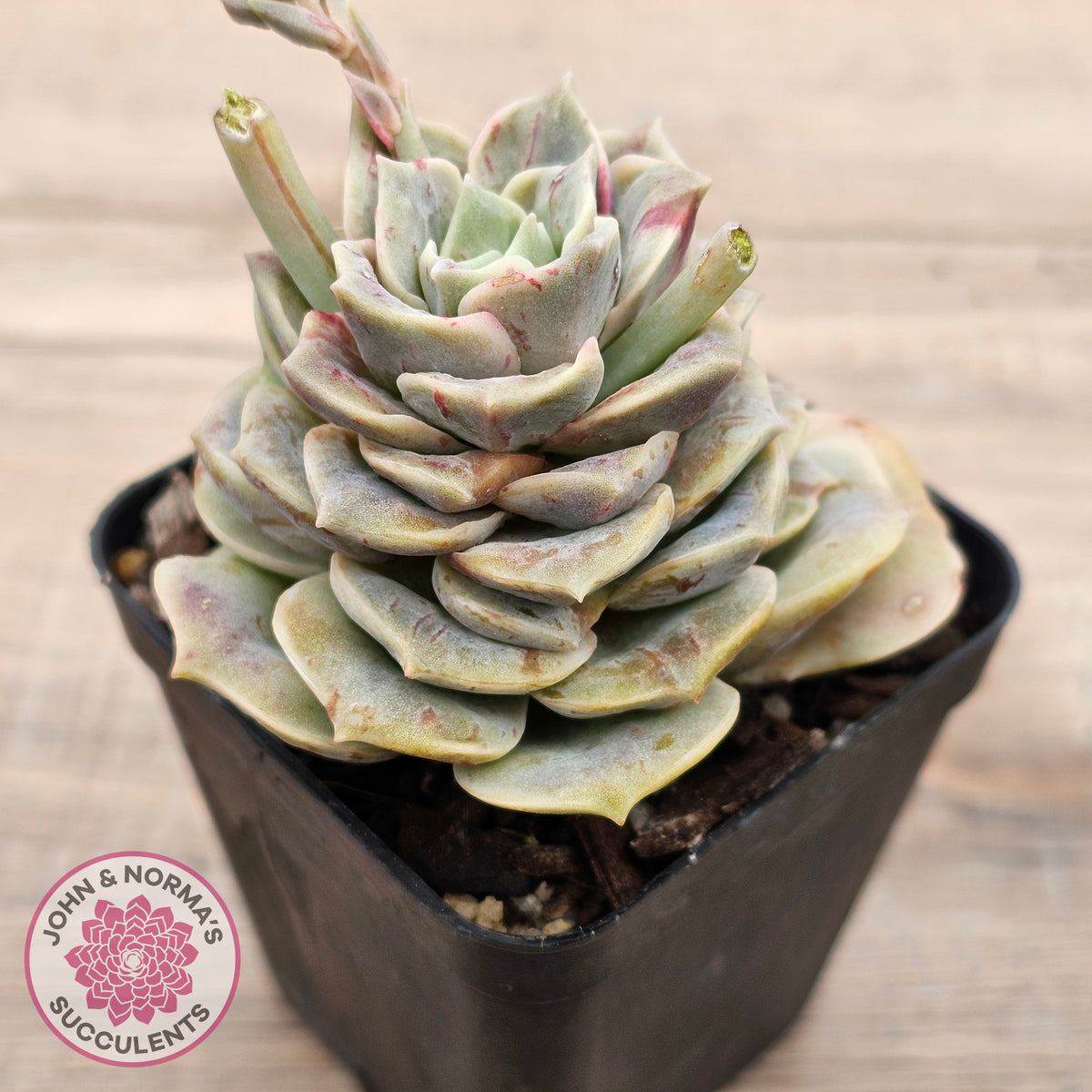 Graptoveria 'Lovely Rose' red monstrose
