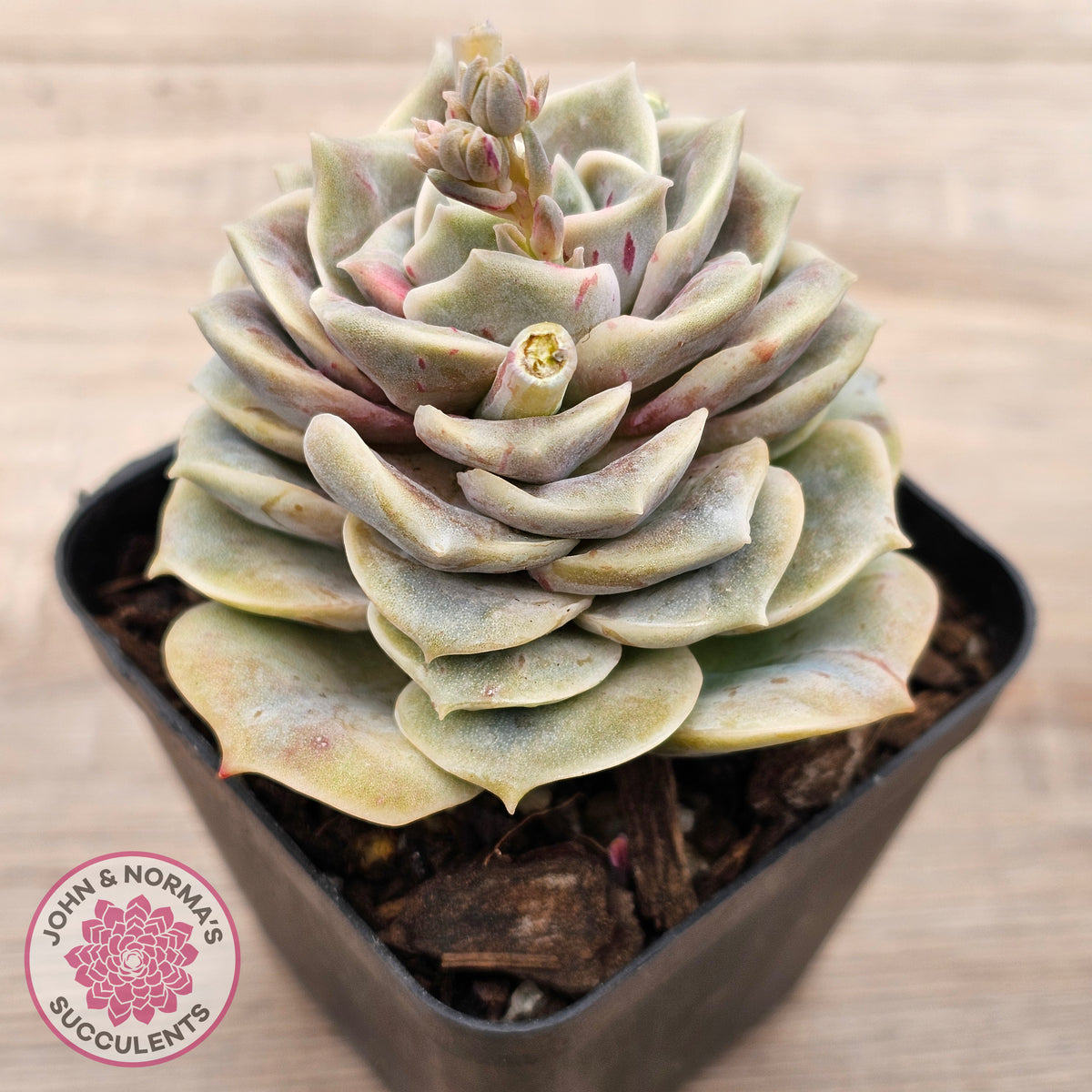 Graptoveria 'Lovely Rose' red monstrose