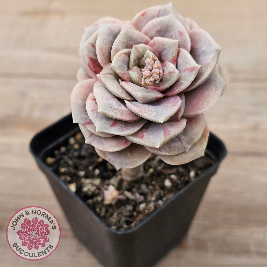 Graptoveria 'Lovely Rose' red monstrose
