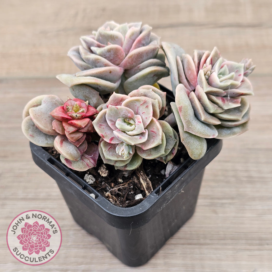 Graptoveria 'Lovely Rose' red monstrose - multi